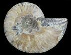 Agatized Ammonite Fossil (Half) #68816-1